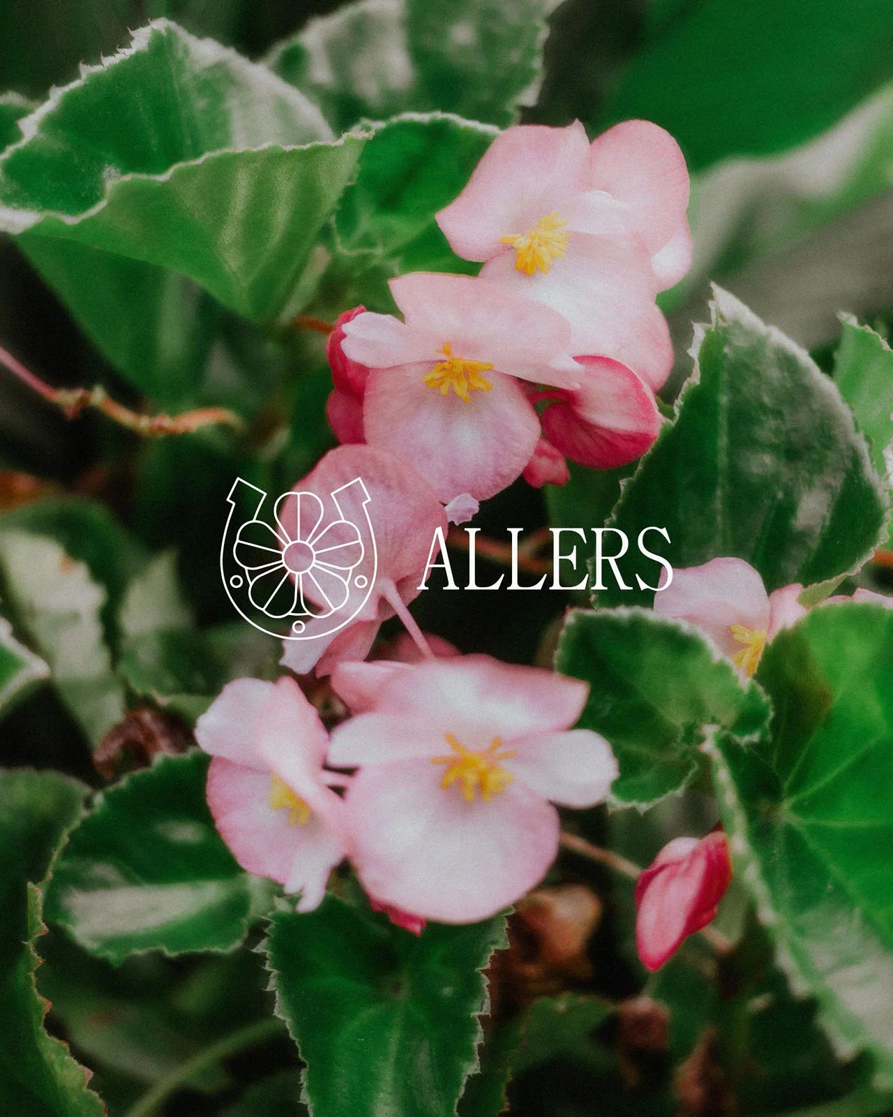 Pink flowers and green leaves with the ALLERS wordmark and symbol.